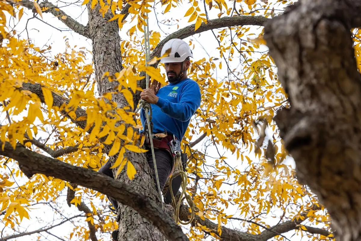Skilled Tree Pruning crew working in Lakeville